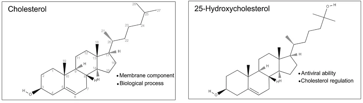 The molecular structure of cholesterol and 25-hydroxycholesterol